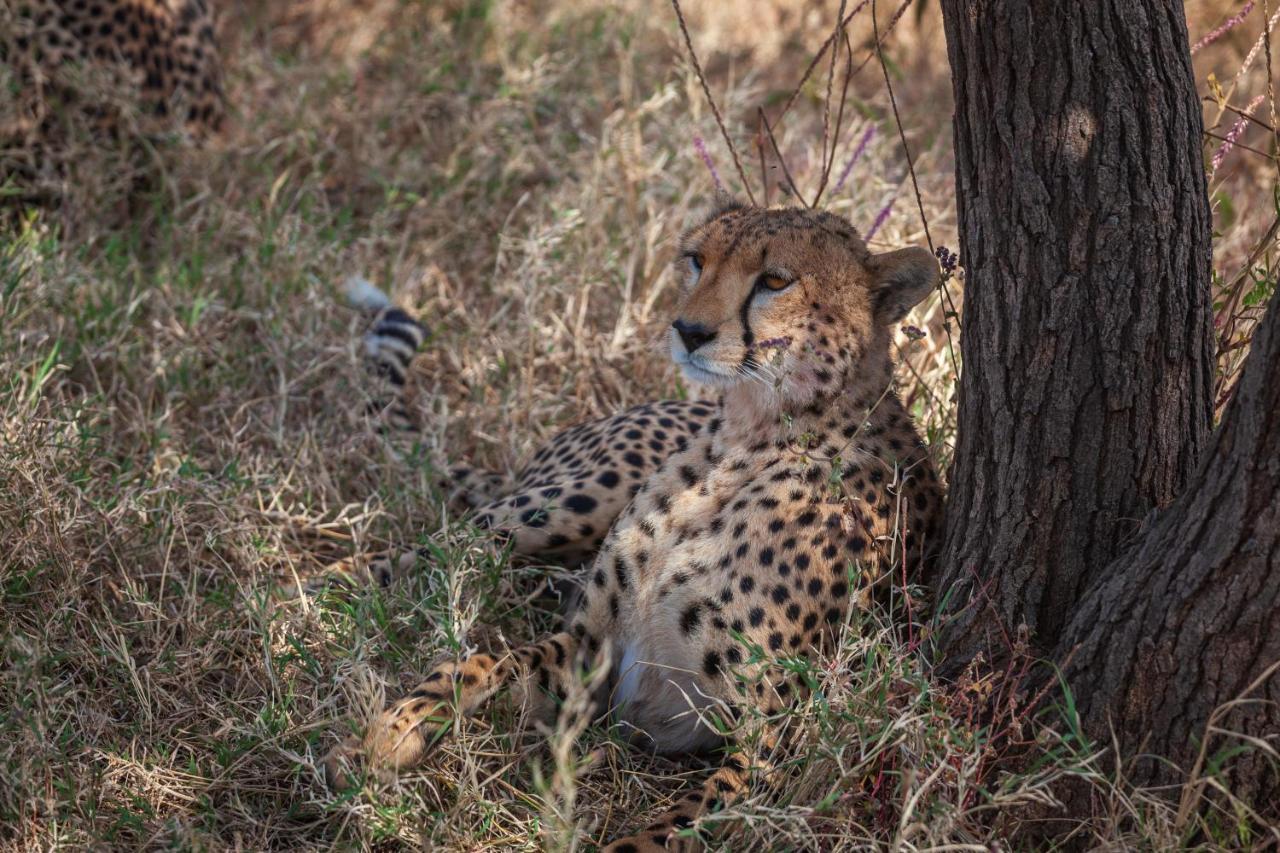 Mawe Tented Camp Serengeti Exteriör bild