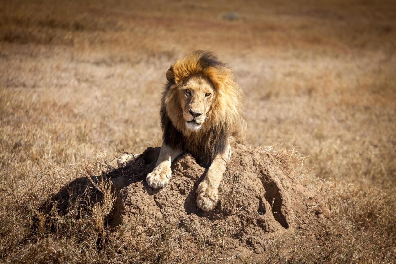 Mawe Tented Camp Serengeti Exteriör bild