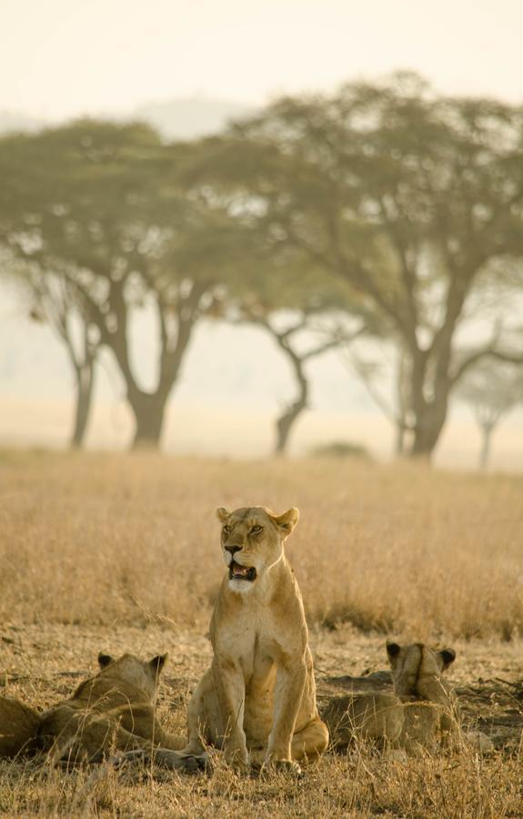 Mawe Tented Camp Serengeti Exteriör bild